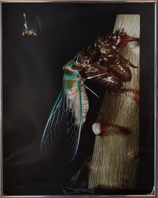 Image Cicada on Cassava